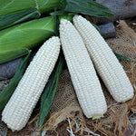 Hybrid Supersweet White Corn - Endurance MXR