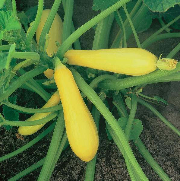Hybrid Yellow Straightneck Squash - Enterprise
