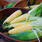 Hybrid Supersweet Bicolor Corn - Epiphany