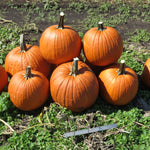 Hybrid Carving Pumpkin - Eros
