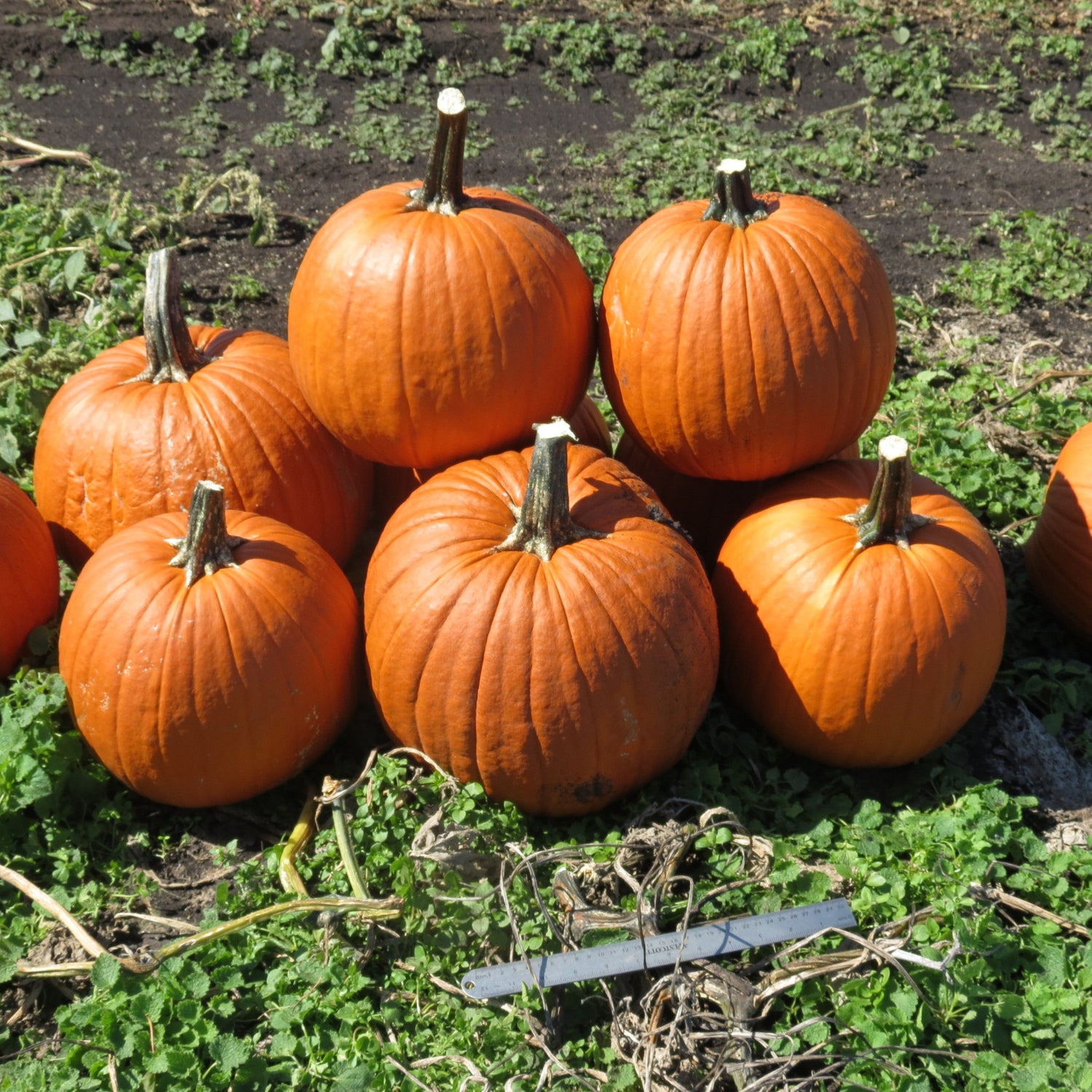 Hybrid Carving Pumpkin - Eros