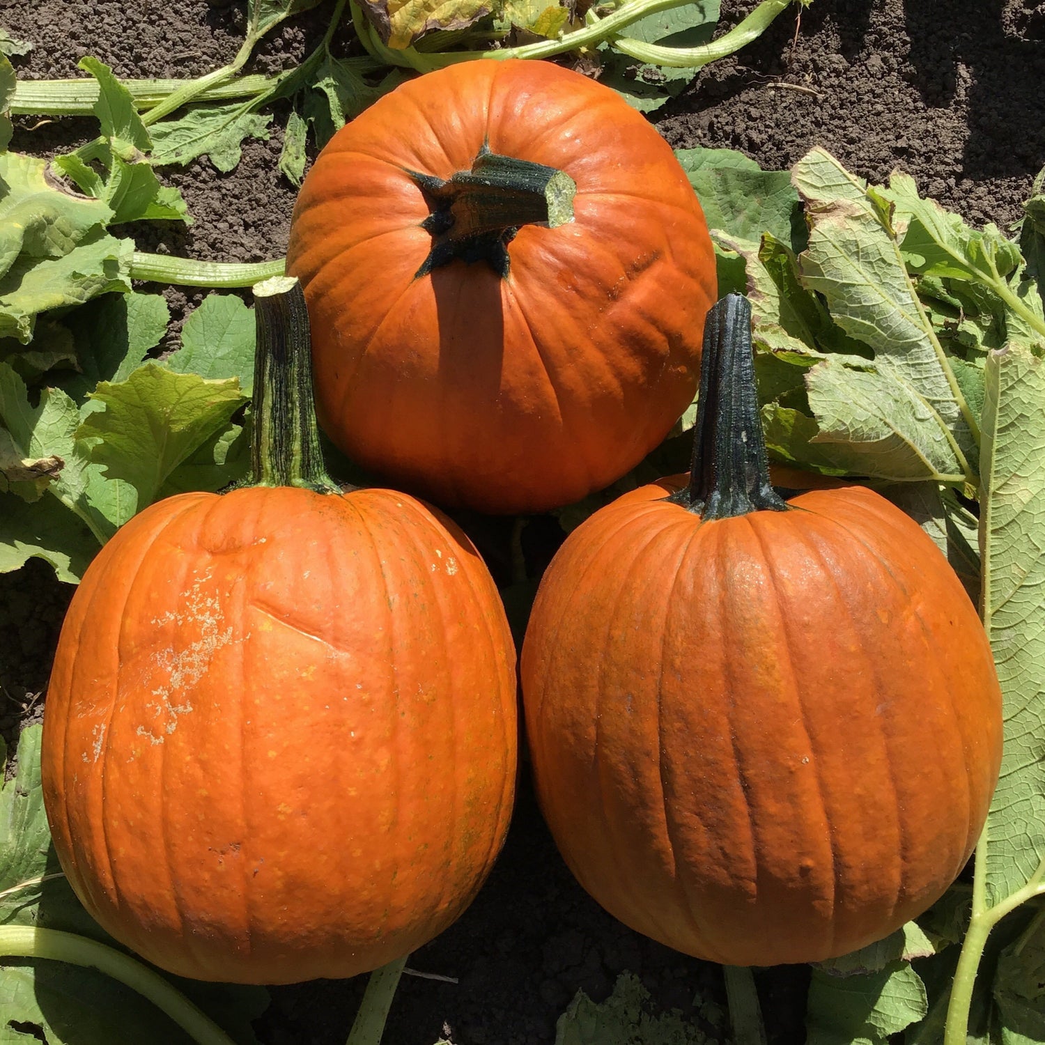 Hybrid Carving Pumpkin - Eros