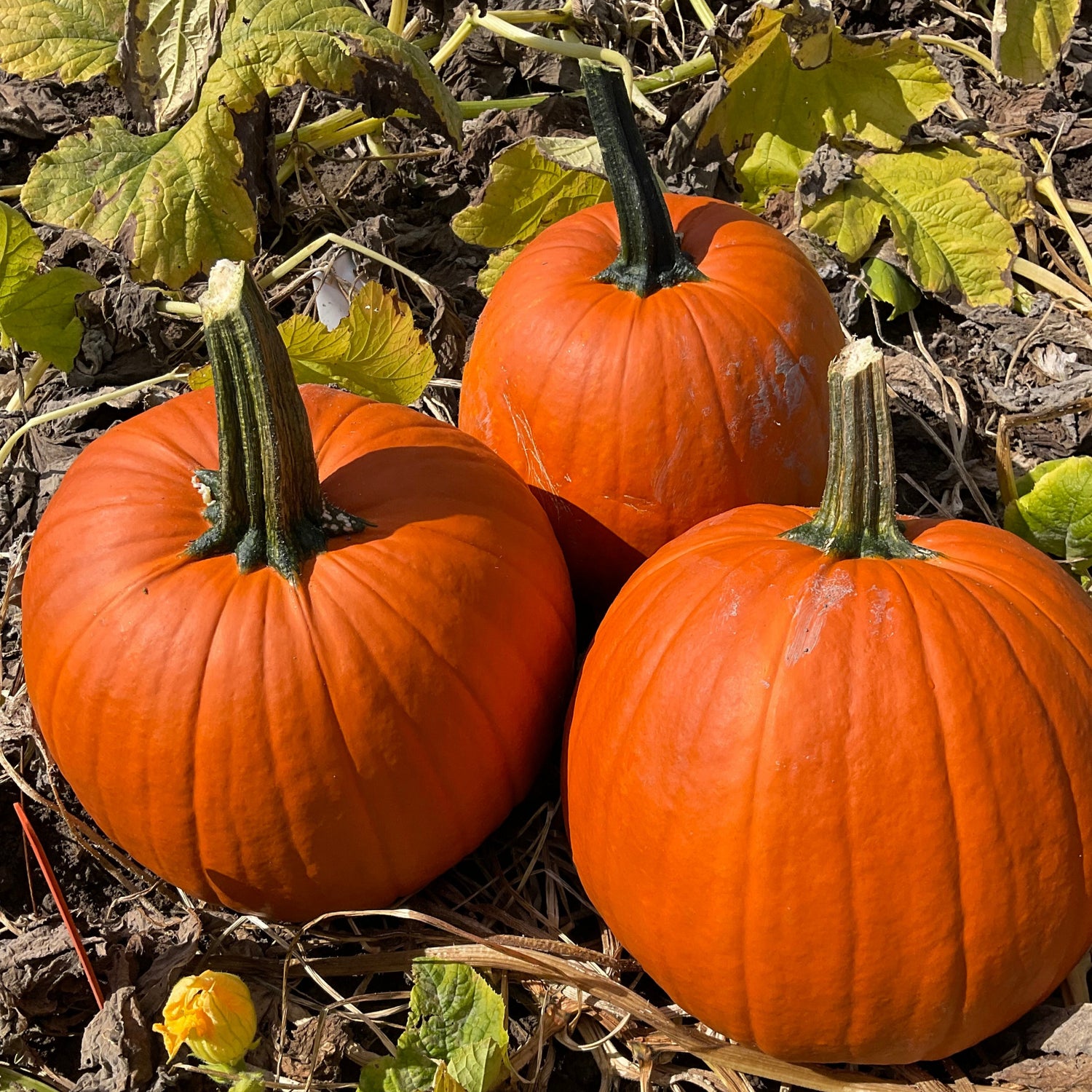 Hybrid Carving Pumpkin - Eros