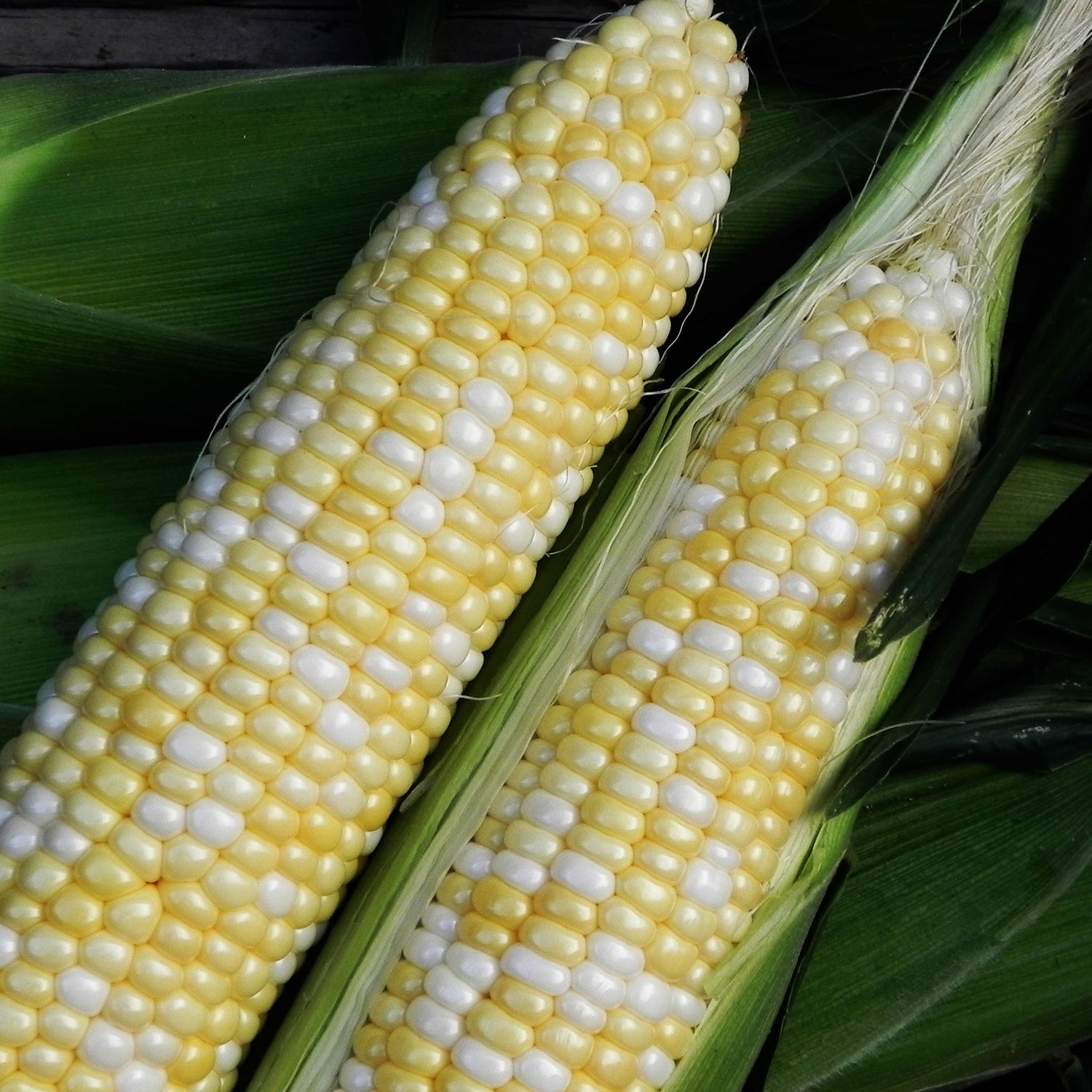 Hybrid Sugar Enhanced Bicolor Corn - Essence