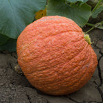 OP Hubbard Squash - Essex Red