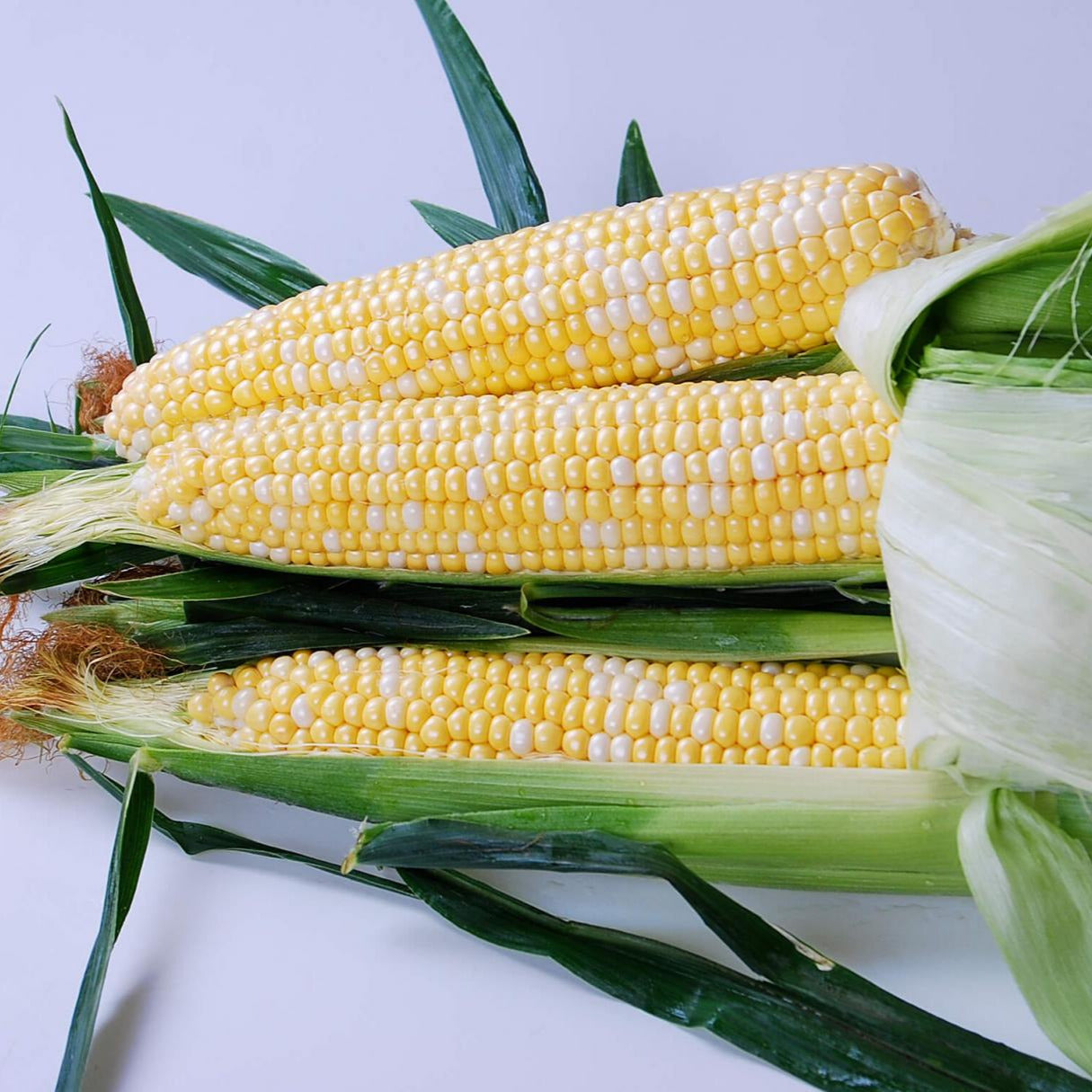 Hybrid Supersweet Bicolor Corn - Everglades