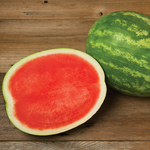 Hybrid Triploid (Seedless) Crimson Sweet Rind Watermelon - Excursion
