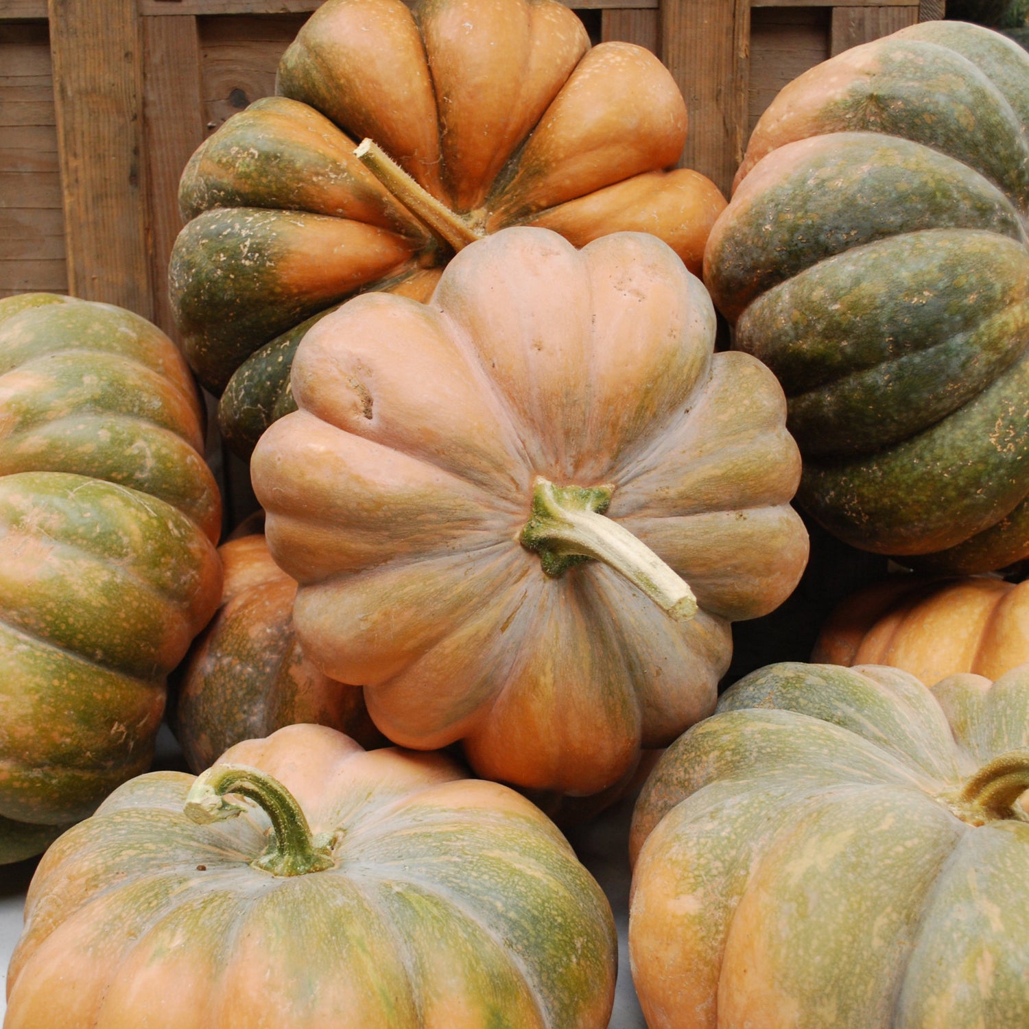 OP Specialty Pumpkin - Fairytale
