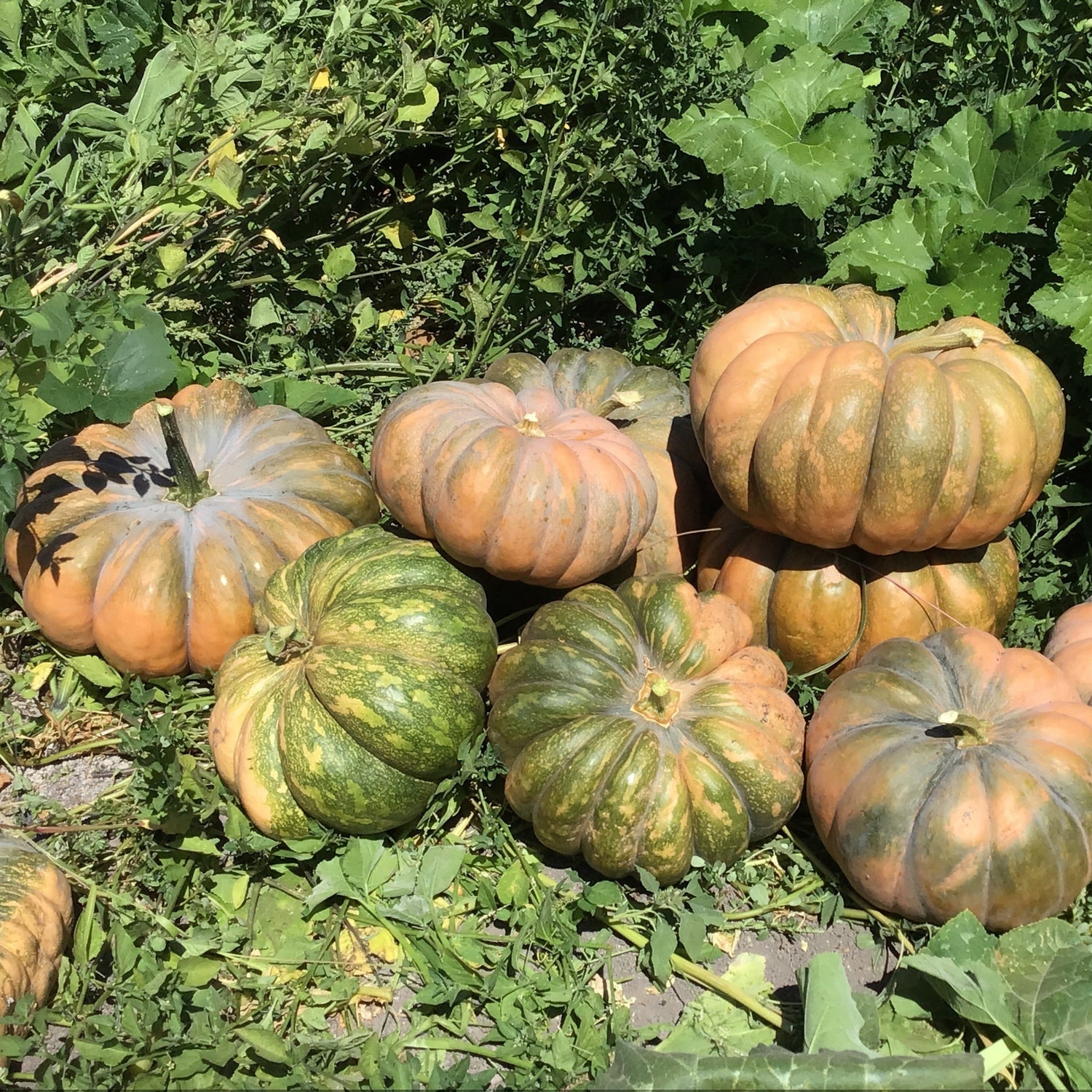 OP Specialty Pumpkin - Fairytale