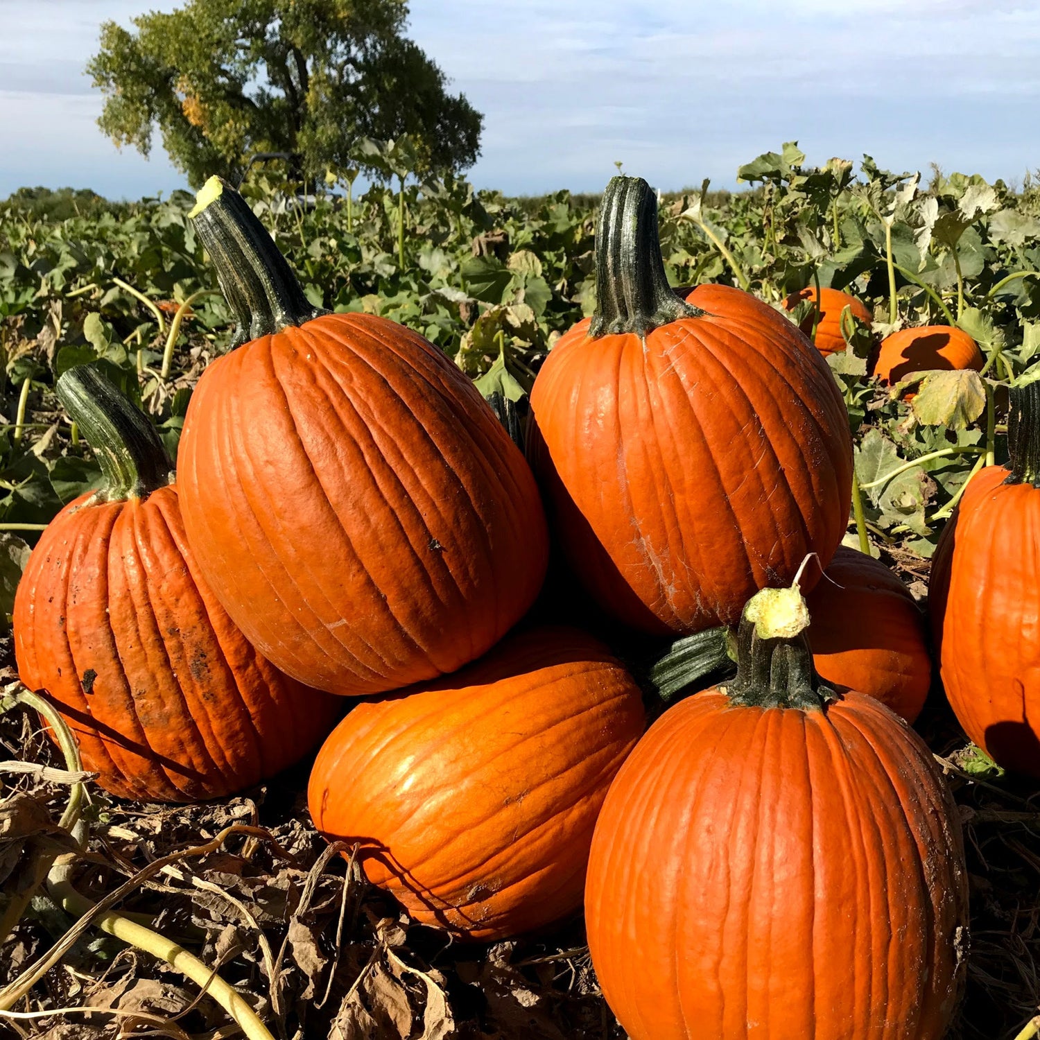 Hybrid Carving Pumpkin - Falcon