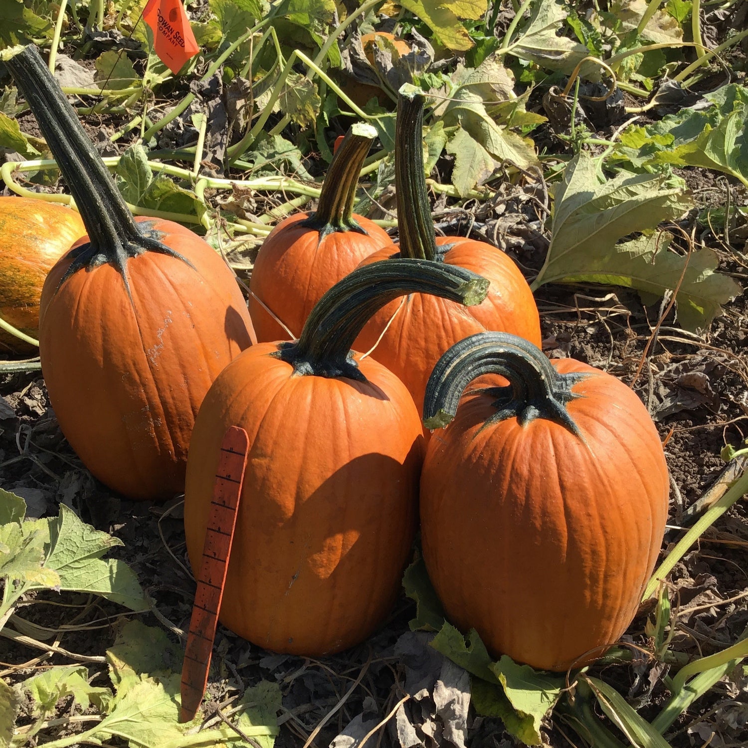 Hybrid Carving Pumpkin - Falcon