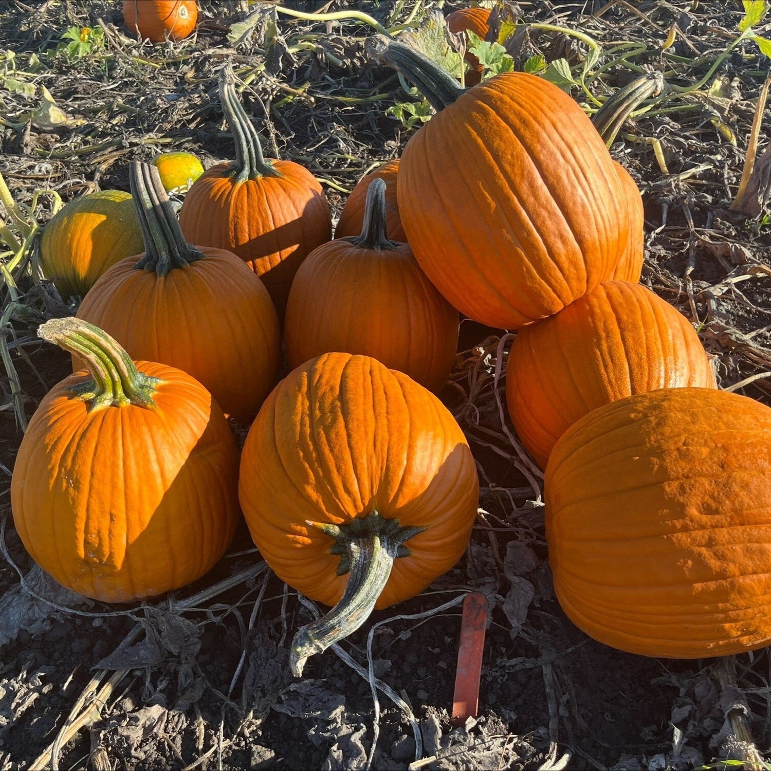 Hybrid Carving Pumpkin - Falcon
