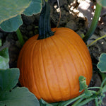 Hybrid Small/Pie Pumpkin - Fall Splendor Plus
