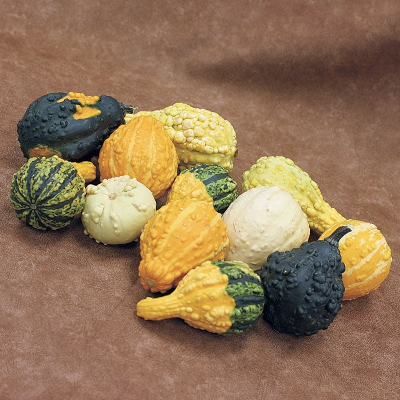 OP Small Gourd - Fancy Warted