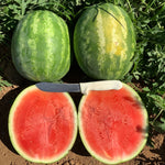 Hybrid Triploid (Seedless) Crimson Sweet Rind Watermelon - Fascination