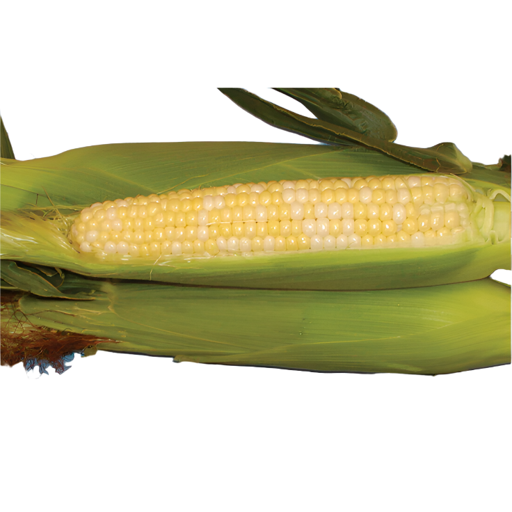 Hybrid Sugar Enhanced Bicolor Corn - Fastlane