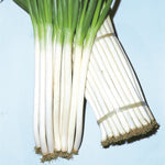 OP Bunching Onion - Feast