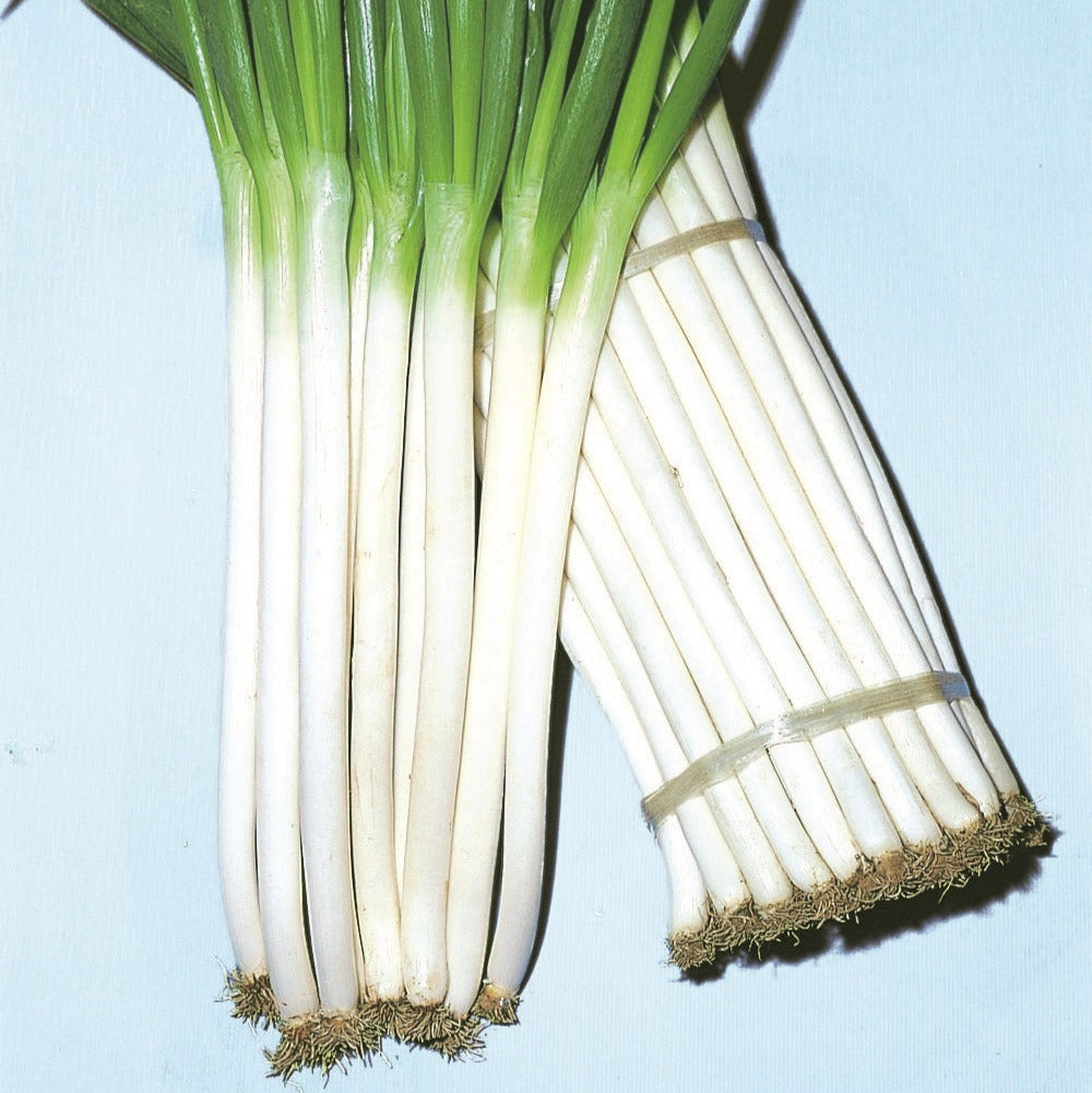 OP Bunching Onion - Feast