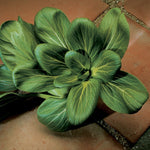 Hybrid Pak Choi - Feng Qing Choi