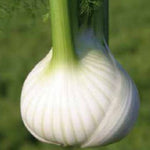 OP Fennel - Genesi