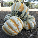 Hybrid Acorn Squash - Festival