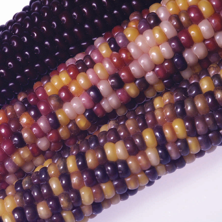 Hybrid Ornamental Corn - Fiesta