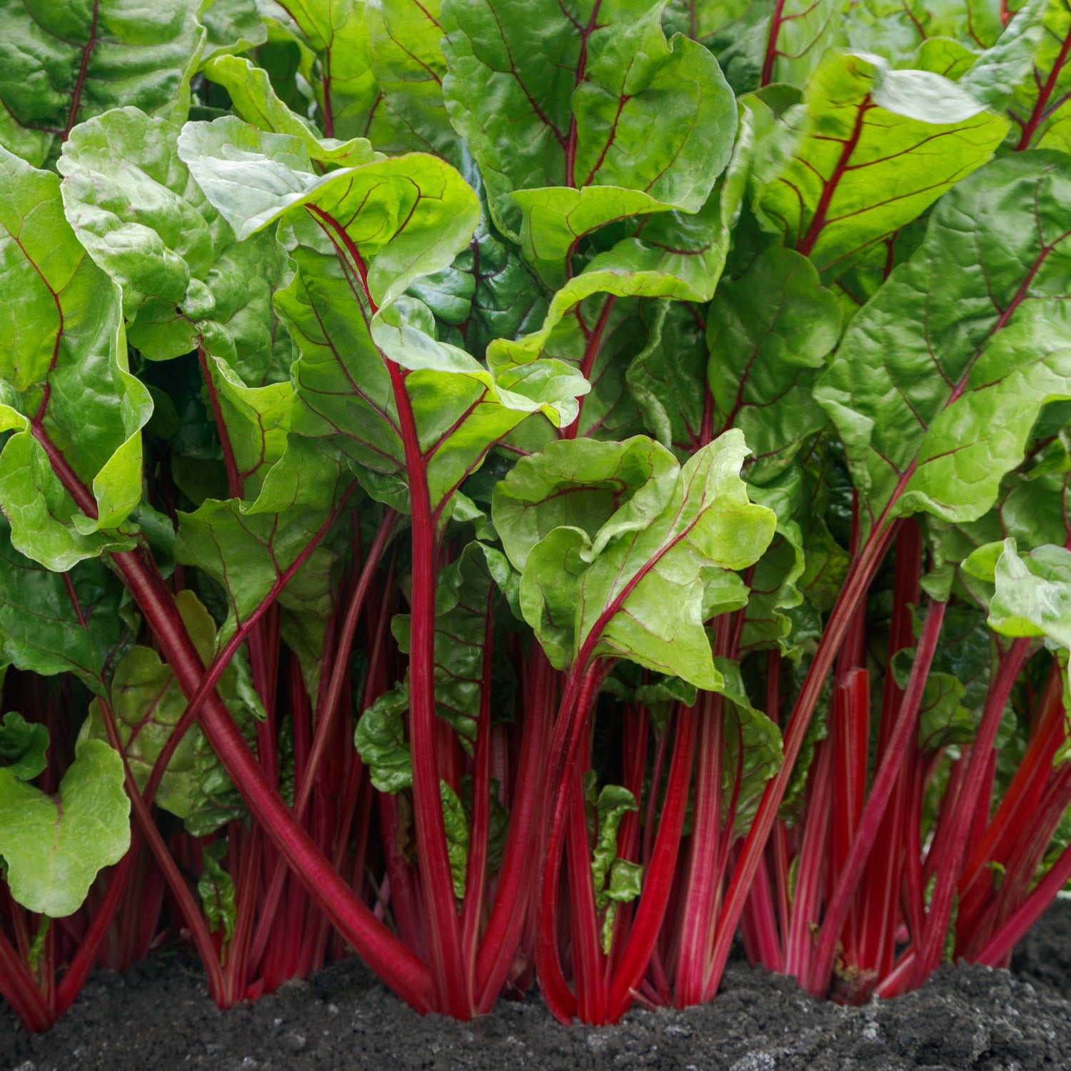 Hybrid Red Swiss Chard - Fire Fresh