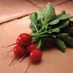 Hybrid Radish - Fireball