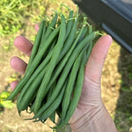 OP Green Bush Bean - Firebird (PV-979)