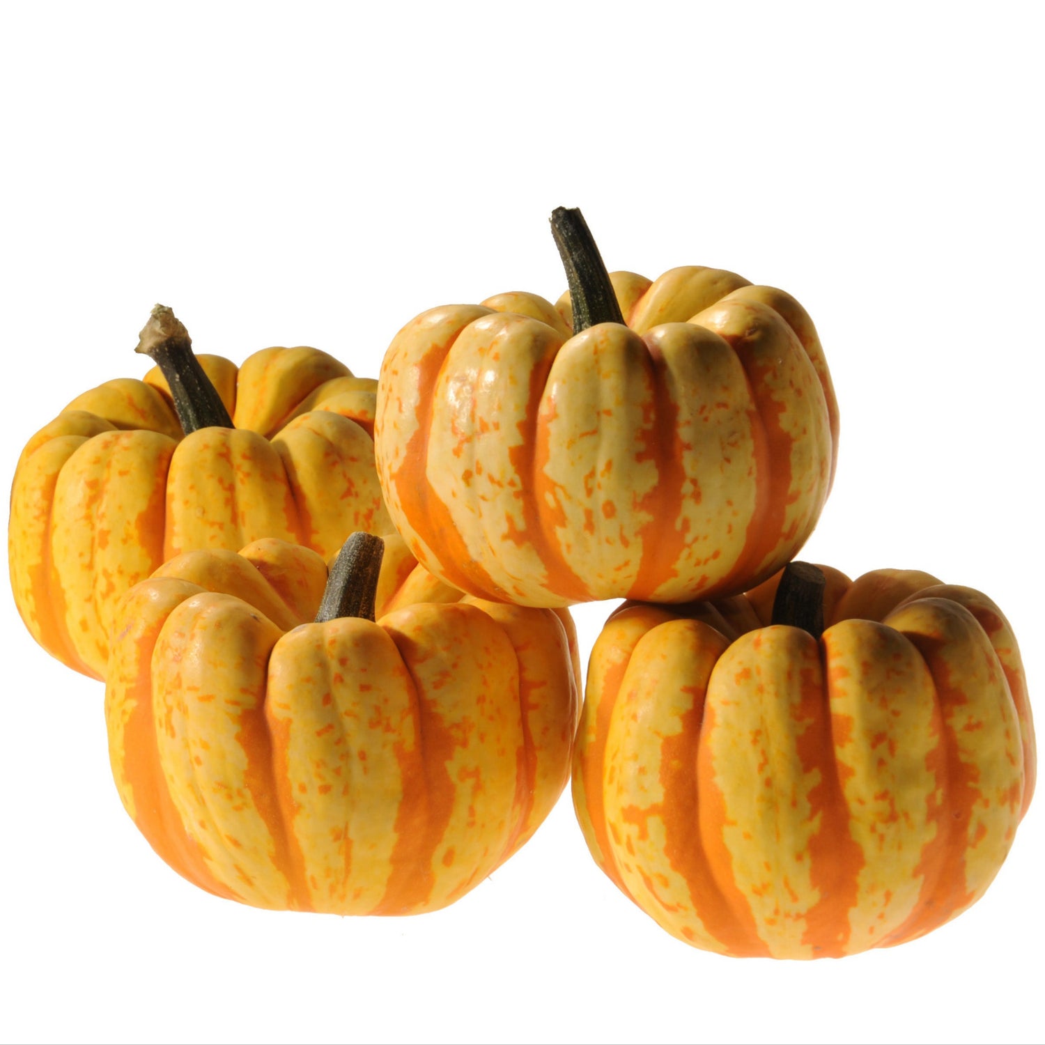 Hybrid Mini Pumpkin - Flame