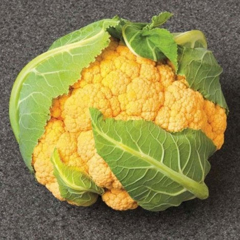 Hybrid Orange Cauliflower - Flame Star