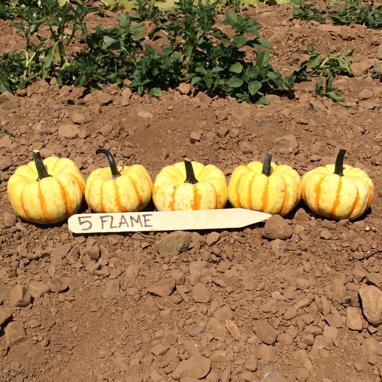 Hybrid Mini Pumpkin - Flame