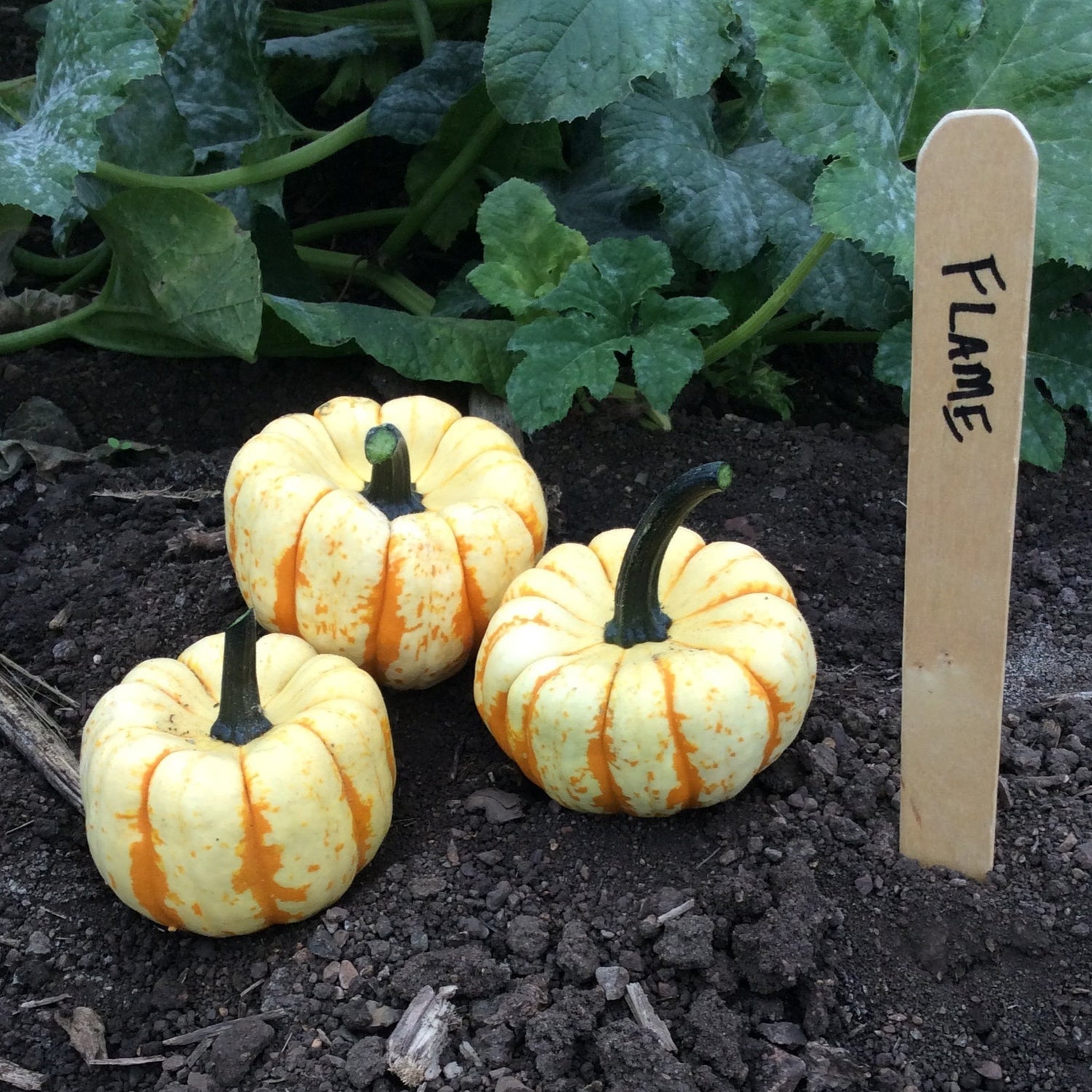 Hybrid Mini Pumpkin - Flame