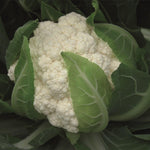 Hybrid White Cauliflower - Flamenco