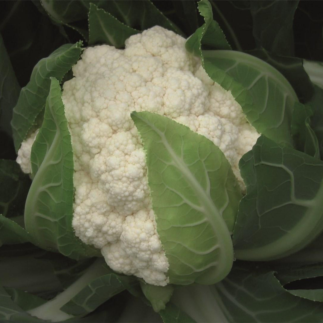 Hybrid White Cauliflower - Flamenco