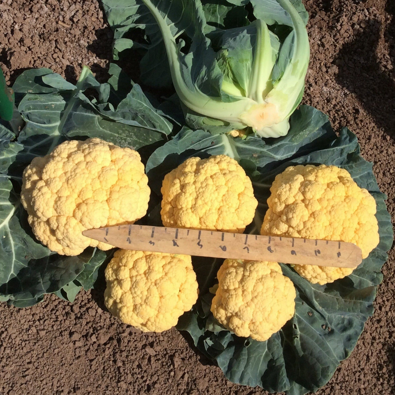 Hybrid Orange Cauliflower - Flame Star