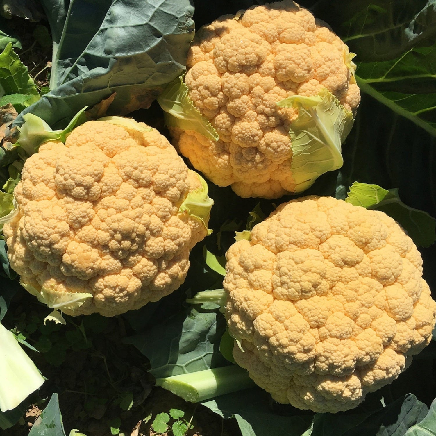 Hybrid Orange Cauliflower - Flame Star