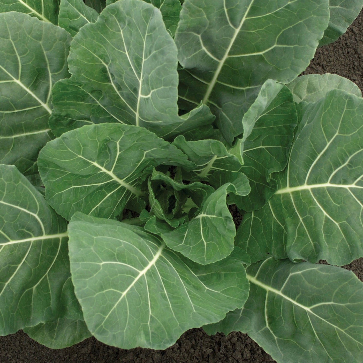 Hybrid Collard - Flash