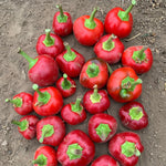 Hybrid Hot Cherry Pepper - Flat Cherry Hot