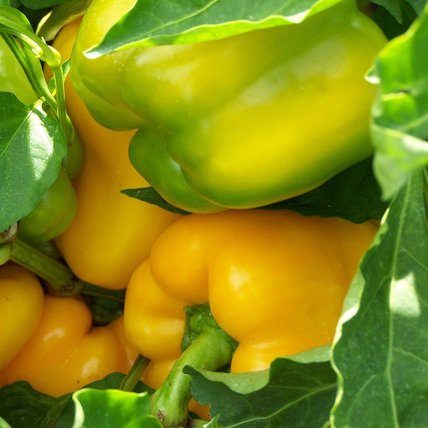 Hybrid Orange Bell Pepper - Flavorburst