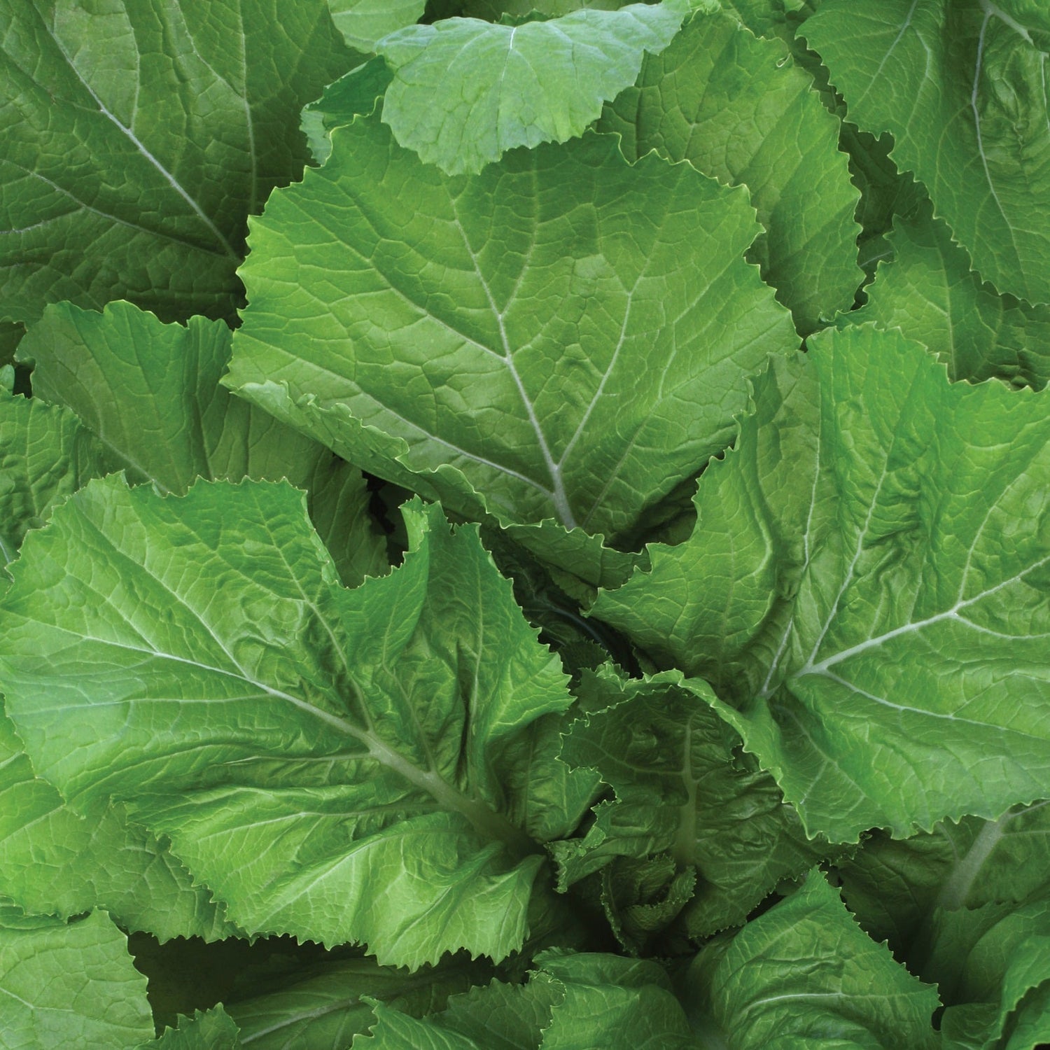 OP India Mustard - Florida Broadleaf