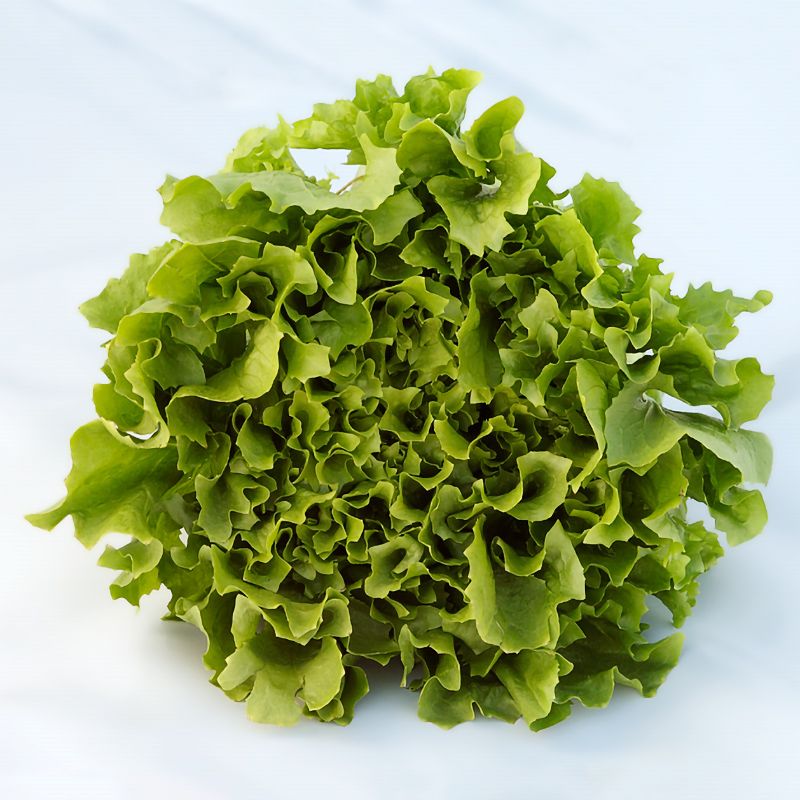 OP Escarole - Forbes