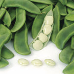 OP Lima Bean - Fordhook 242