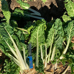 OP White Swiss Chard - Fordhook Giant