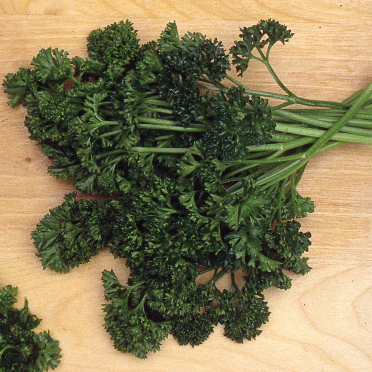 OP Curly Parsley - Forest Green