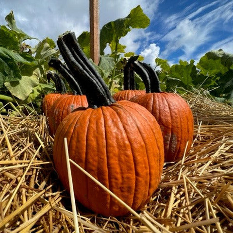 Hybrid Small/Pie Pumpkin - Fort Knox