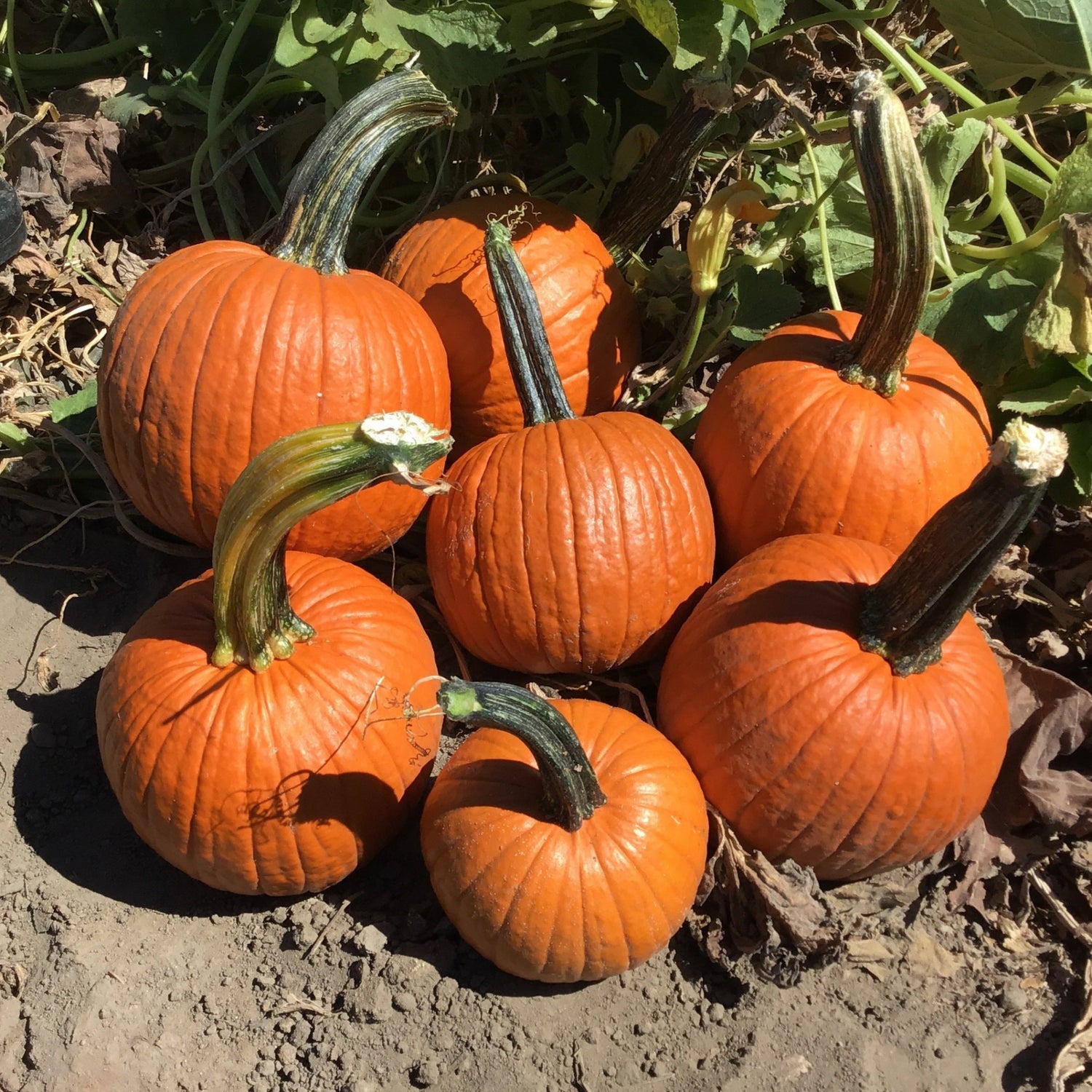 Hybrid Small/Pie Pumpkin - Fort Knox