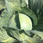 Hybrid Green Storage Cabbage - Foxma RZ
