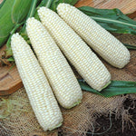 Hybrid Supersweet White Corn - Freedom MXR