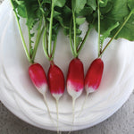 OP Specialty Radish - French Breakfast